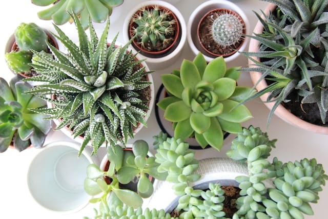5 Perfect Plants to Gift Your Loved One This Season
