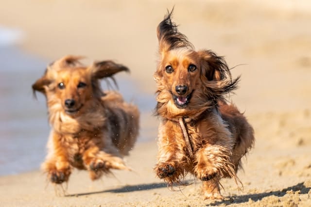 5 Ways to Keep Your Pet Happy, Active, and Healthy
